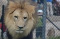 Kids_DFWzoo_3-2016 (157)
